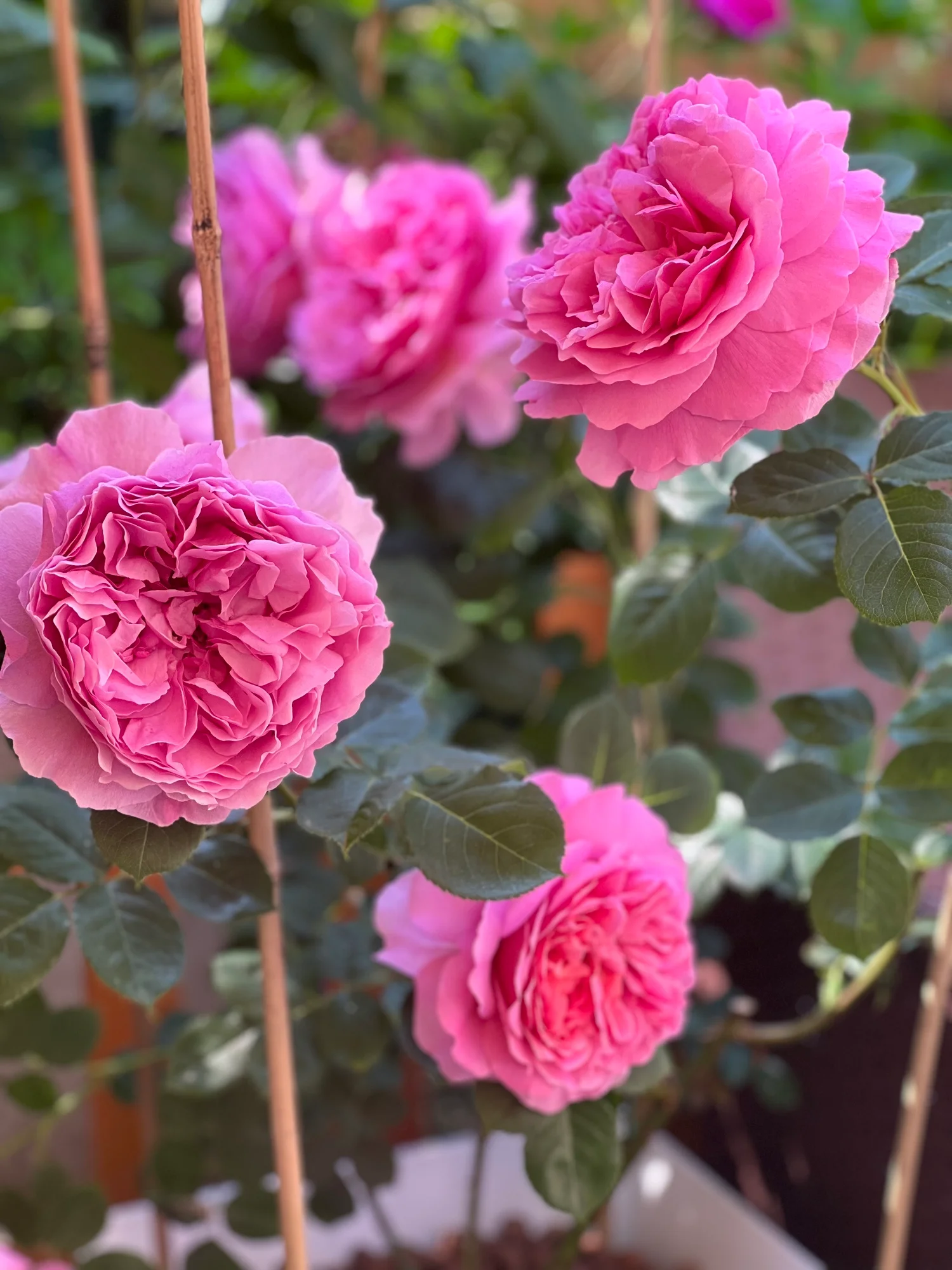 8ebf12ae19d97c9ff54b Princess Alexandra of Kent