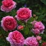 Princess Alexandra of Kent™ – Meyvemsi Aromalı İngiliz Gül 2 Princess Alexandra of Kent