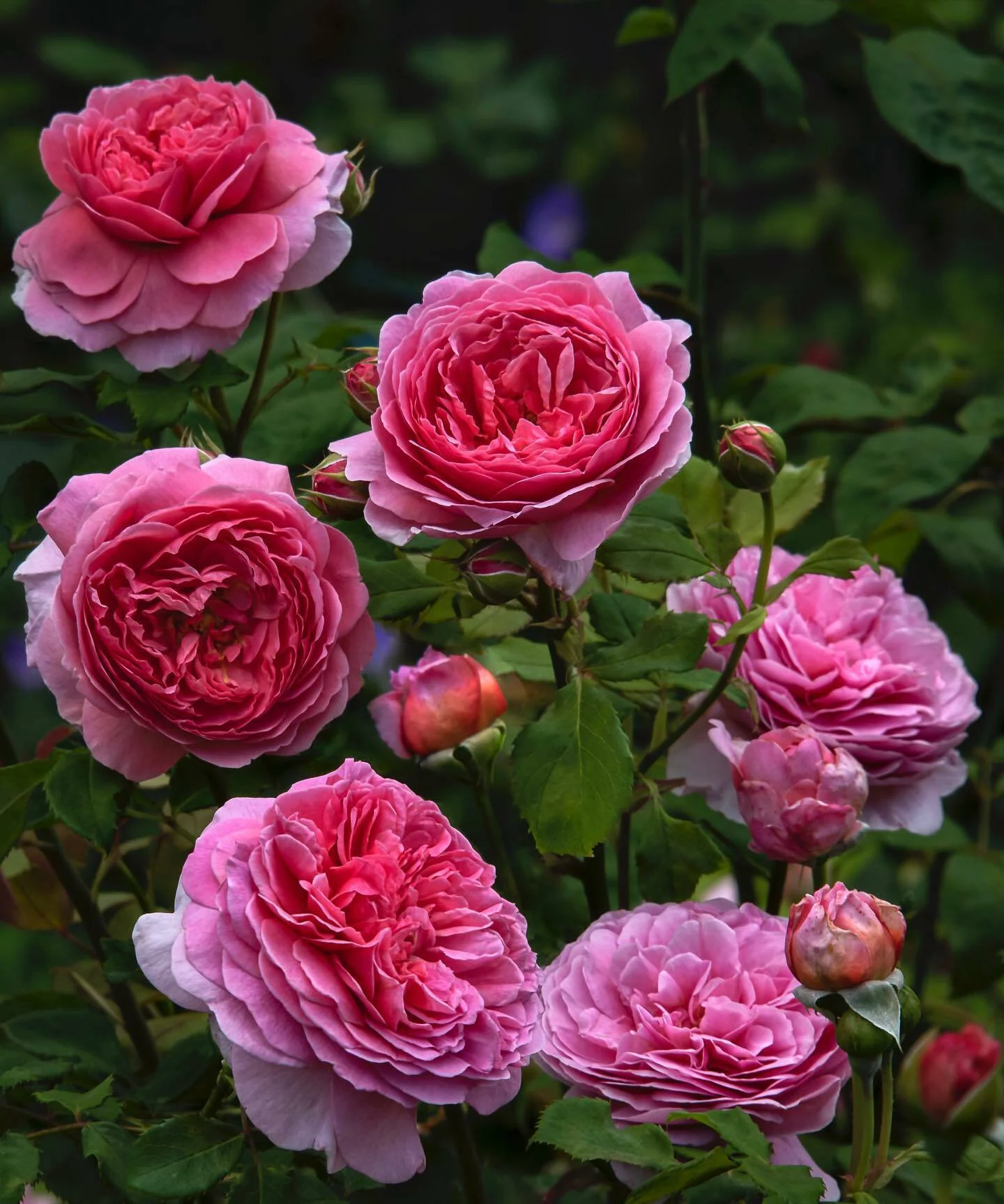 bfc10ec8dc82a54b8a8a Princess Alexandra of Kent