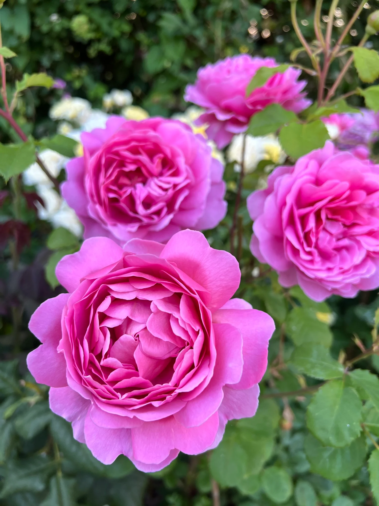 d6b30572939b98aa6e89 (1) Princess Alexandra of Kent