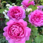 Princess Alexandra of Kent™ – Meyvemsi Aromalı İngiliz Gül 5 Princess Alexandra of Kent