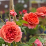 Summer Song™ (Austango) – David Austin Yanık Turuncu Yoğun Kokulu İngiliz Gül 6 Summer Song