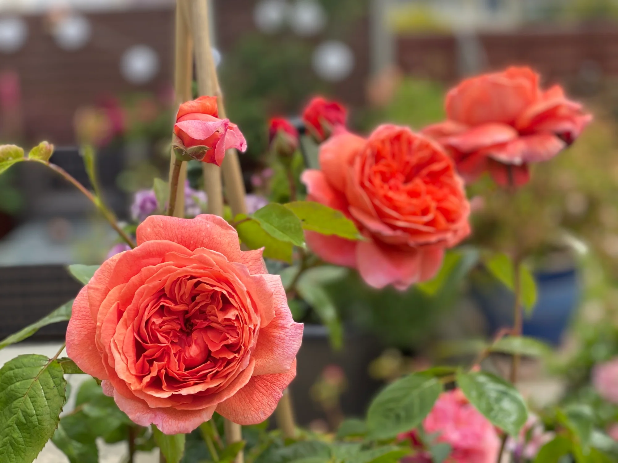 08a787fdbe0148294ed3 (1) Summer Song