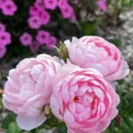 Scepter’d Isle ™ (Ausland) – David Austin Yoğun Kokulu İngiliz Gül 10 Scepter’d Isle