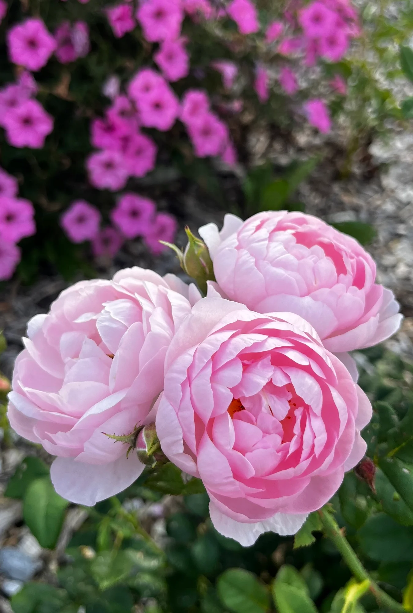 1491fc78d84964a3a471 (1) Scepter’d Isle