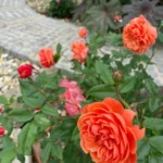 Summer Song™ (Austango) – David Austin Yanık Turuncu Yoğun Kokulu İngiliz Gül 4 Summer Song