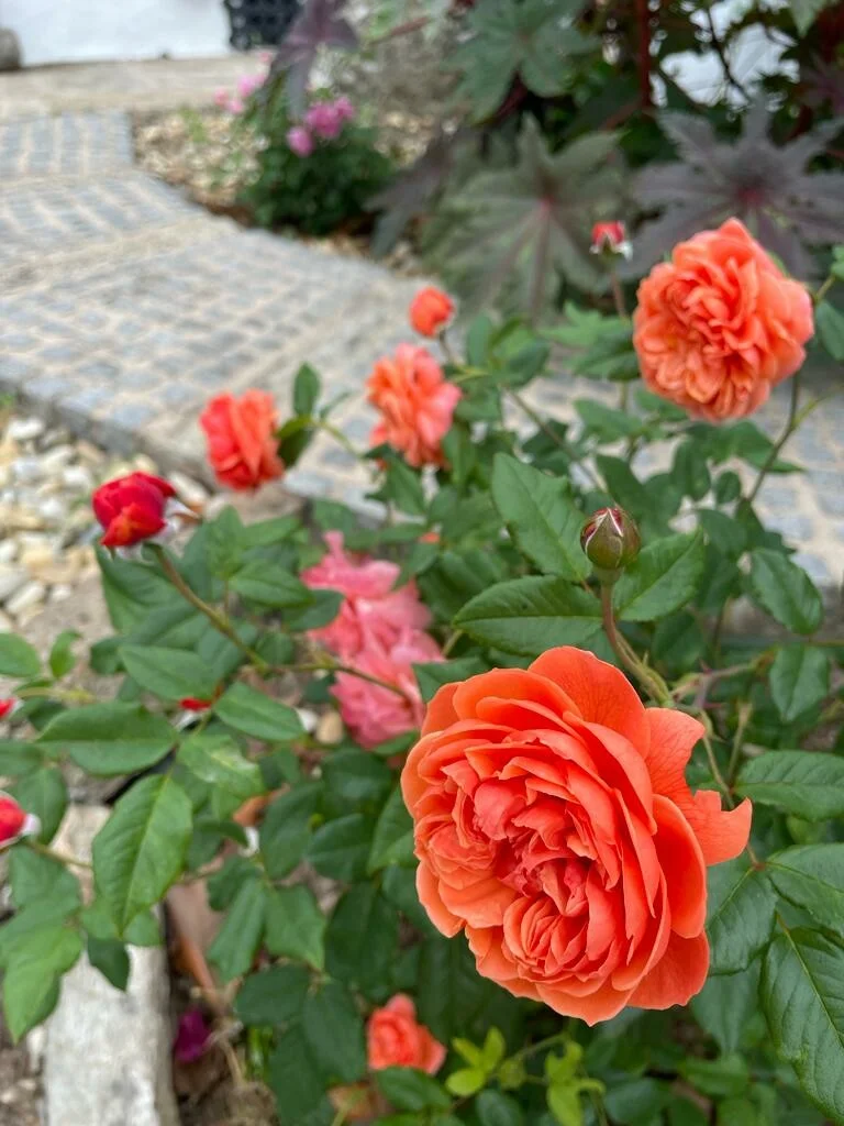 1e4b0cdf96a93e439617 Summer Song