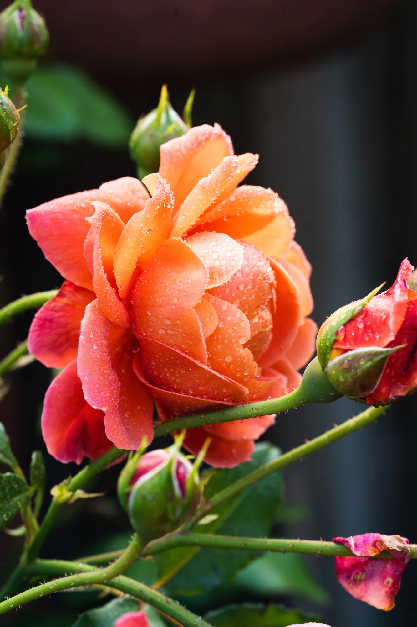 30c4da29fe690ec1561a Summer Song