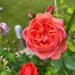 Summer Song™ (Austango) – David Austin Yanık Turuncu Yoğun Kokulu İngiliz Gül 2 Summer Song