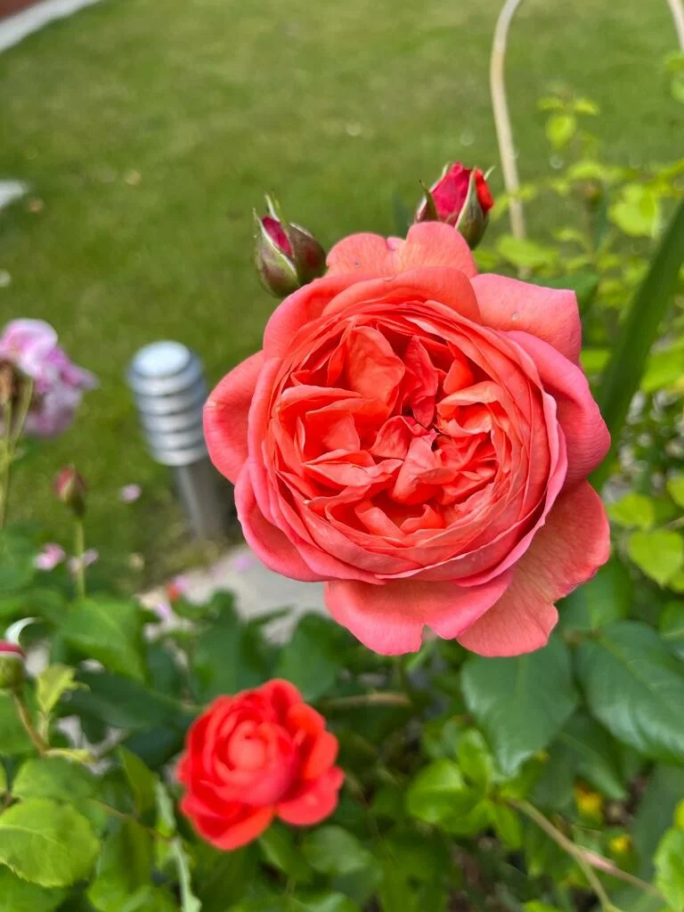 369a04a7662881287cb5 Summer Song