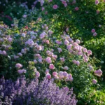 Scepter’d Isle ™ (Ausland) – David Austin Yoğun Kokulu İngiliz Gül 3 Scepter’d Isle