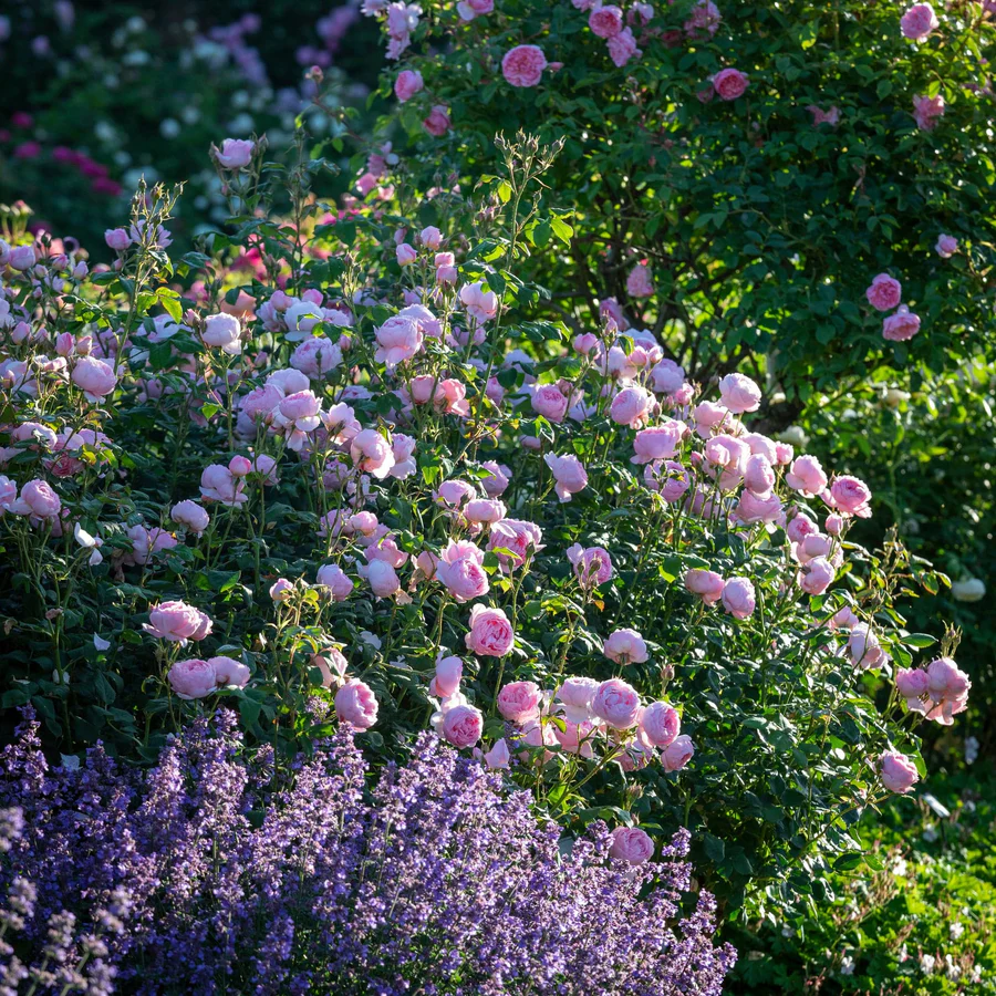 3752874940d609f4fd972efb08aeb1bd (1) Scepter’d Isle