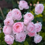 Scepter’d Isle ™ (Ausland) – David Austin Yoğun Kokulu İngiliz Gül 11 Scepter’d Isle