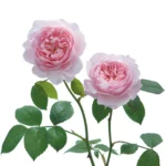 Wisley 2008 Pembe İngiliz Gülü David Austin