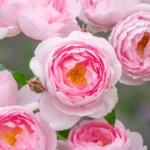 Scepter’d Isle ™ (Ausland) – David Austin Yoğun Kokulu İngiliz Gül 6 Scepter’d Isle