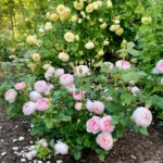 Scepter’d Isle ™ (Ausland) – David Austin Yoğun Kokulu İngiliz Gül 12 Scepter’d Isle