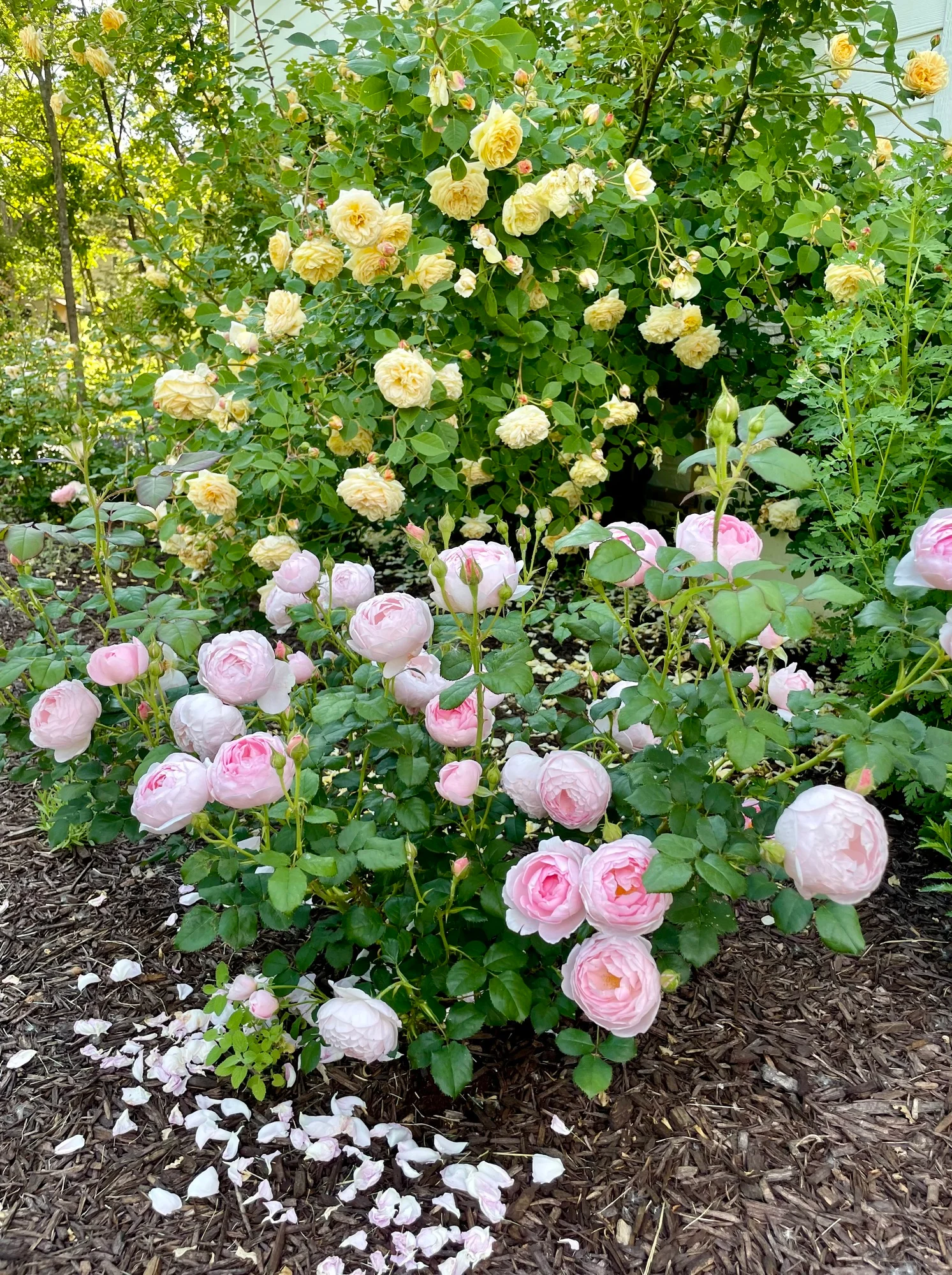 637c52b2d3348c1726ea Scepter’d Isle