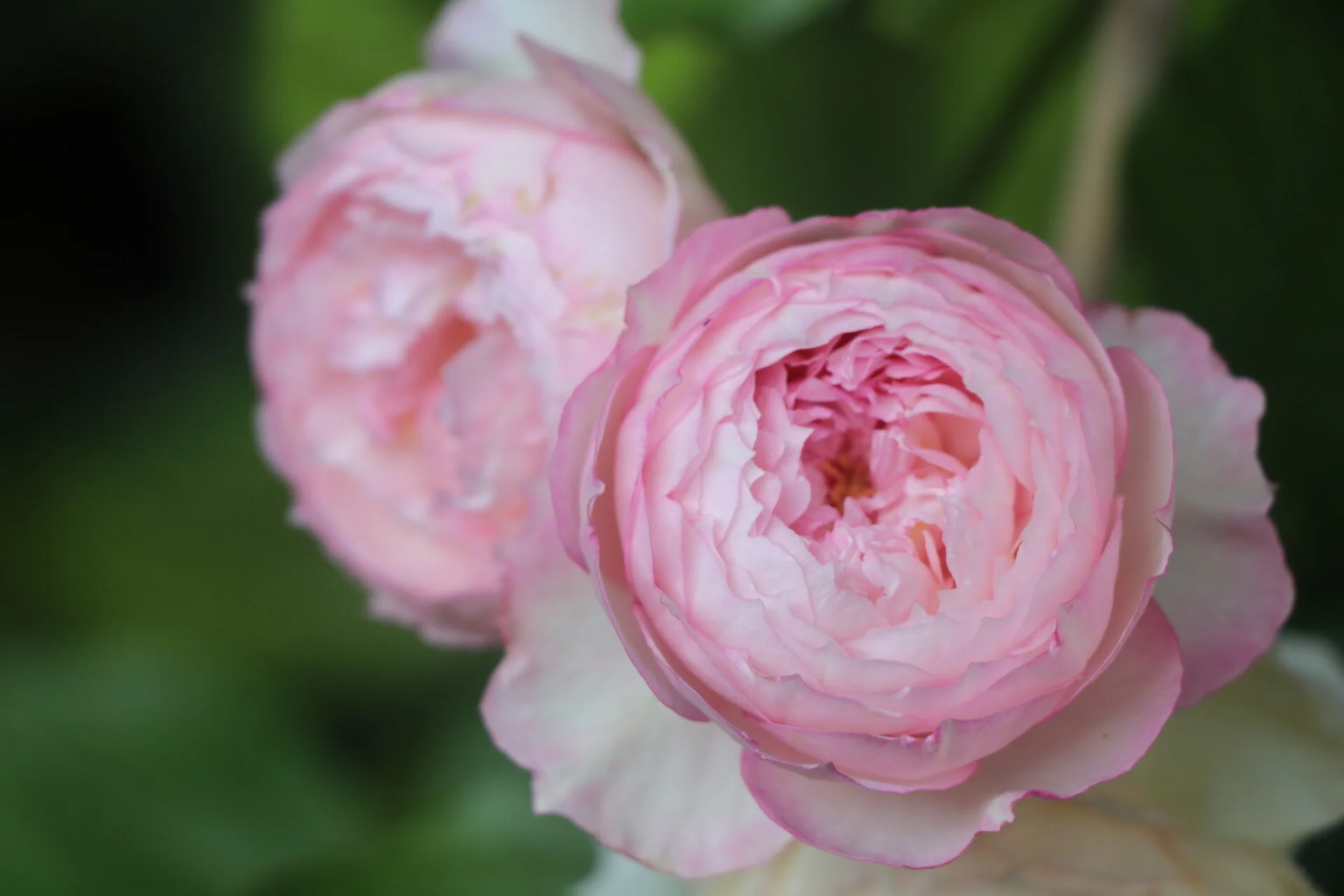 698d1be577844d993753 (1) The Mill on the Floss