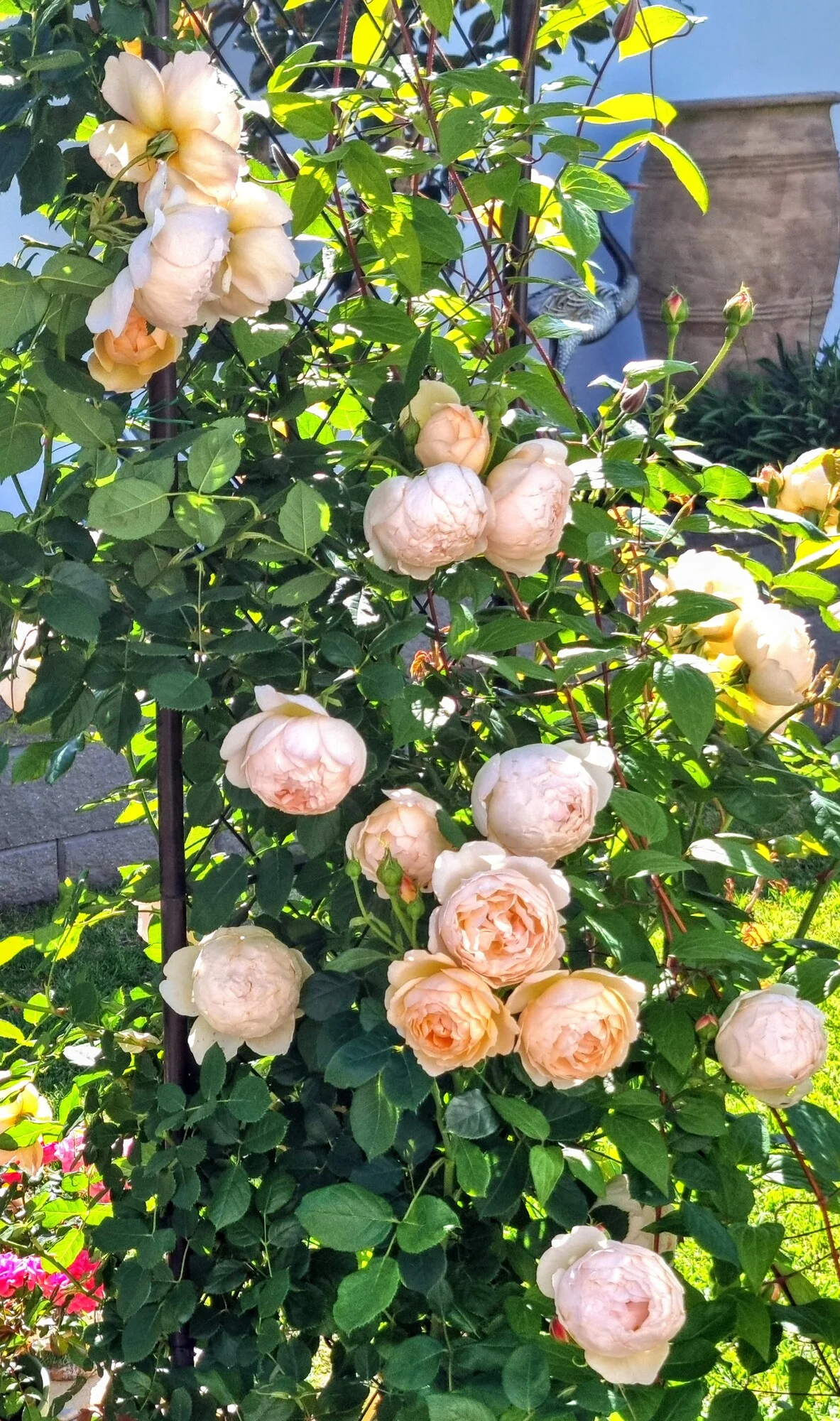 Wollerton Old Hall David Austin Sarmaşık İngiliz Gülü