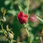 Thomas à Becket™ (Auswinston) – Kıpkırmızı Doğal Formlu İngiliz Gül 9 Thomas à Becket