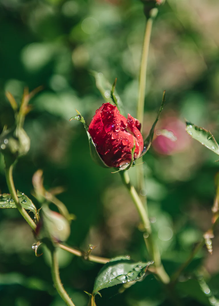 Rosa_Thomas_Becket_SNY00076 Thomas à Becket