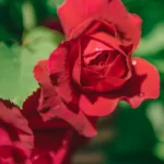 Thomas à Becket™ (Auswinston) – Kıpkırmızı Doğal Formlu İngiliz Gül 8 Thomas à Becket