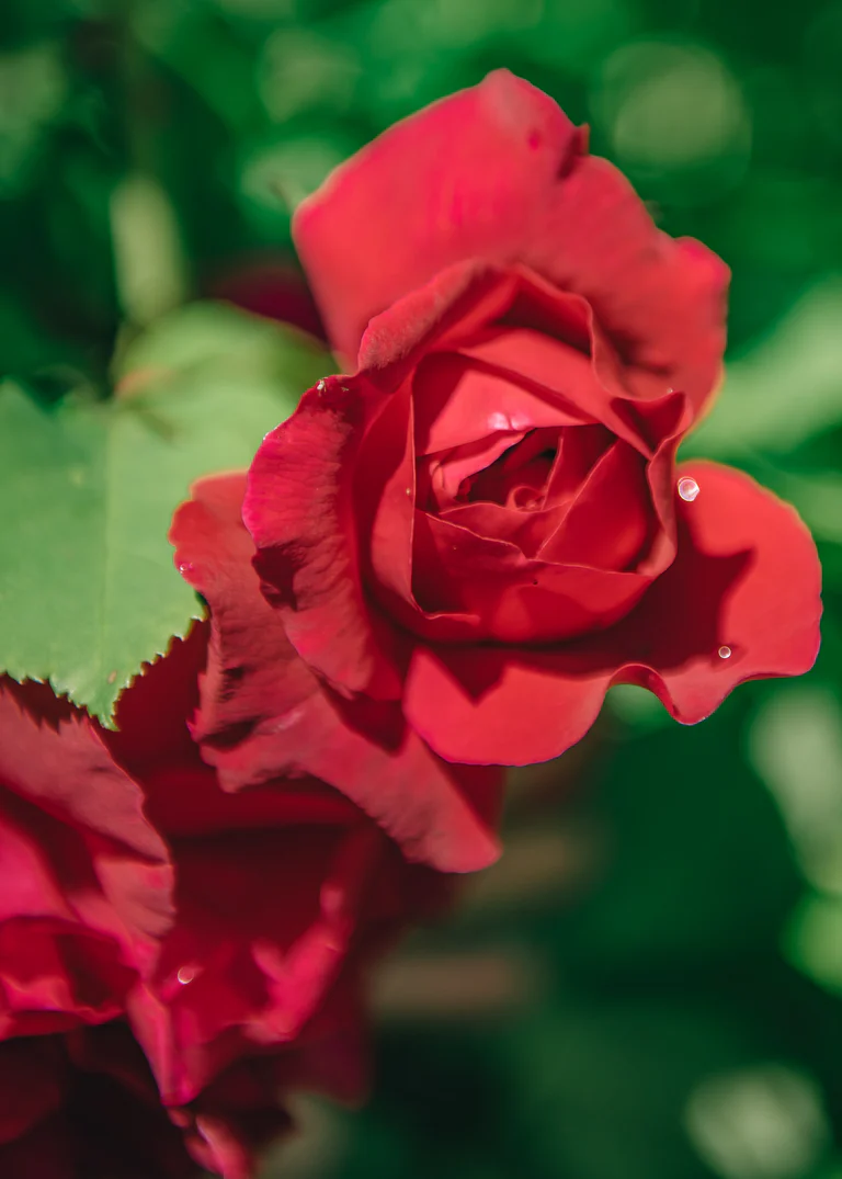 Rosa_Thomas_Becket_SNY00080 Thomas à Becket