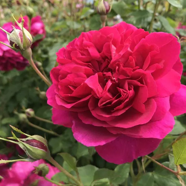 Thomas_A_Becket_David_Austin_English_Garden_Rose_19_03-scaled-600x600 Thomas à Becket