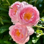 Scepter’d Isle ™ (Ausland) – David Austin Yoğun Kokulu İngiliz Gül 13 Scepter’d Isle