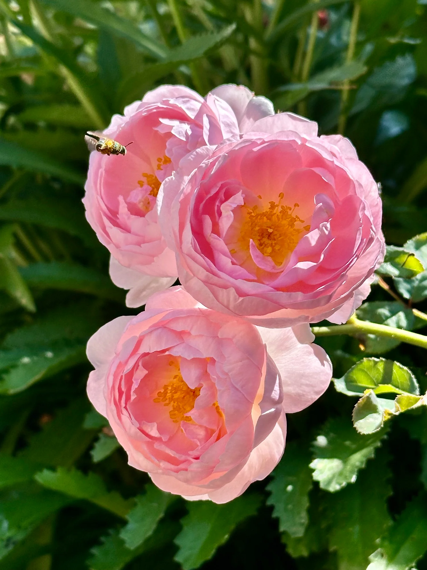 a009dd508276af9b68cb (1) Scepter’d Isle