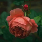 Summer Song™ (Austango) – David Austin Yanık Turuncu Yoğun Kokulu İngiliz Gül 5 Summer Song