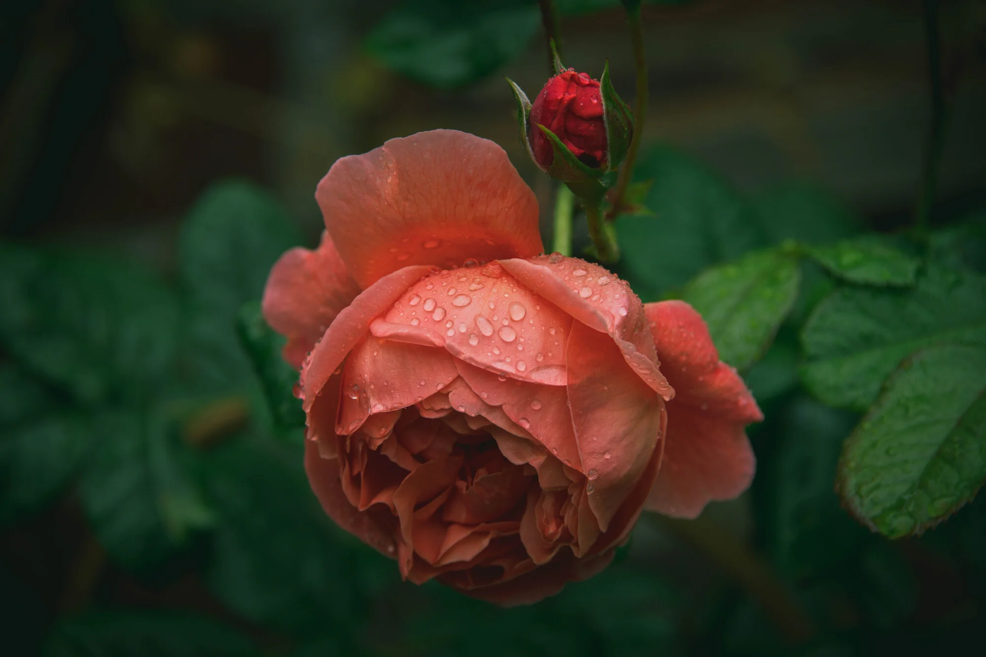 b722c865ea7836fcb6e5 Summer Song