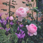 Scepter’d Isle ™ (Ausland) – David Austin Yoğun Kokulu İngiliz Gül 8 Scepter’d Isle