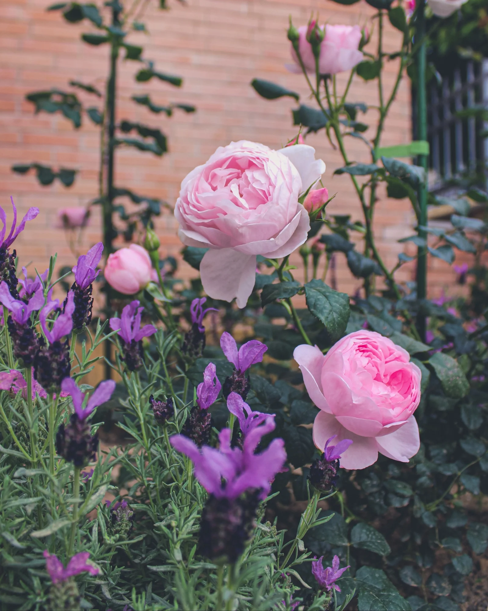 d639dffb93ee59be0f2b (2) Scepter’d Isle