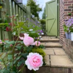 Scepter’d Isle ™ (Ausland) – David Austin Yoğun Kokulu İngiliz Gül 9 Scepter’d Isle