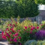 Thomas à Becket™ (Auswinston) – Kıpkırmızı Doğal Formlu İngiliz Gül 6 Thomas à Becket