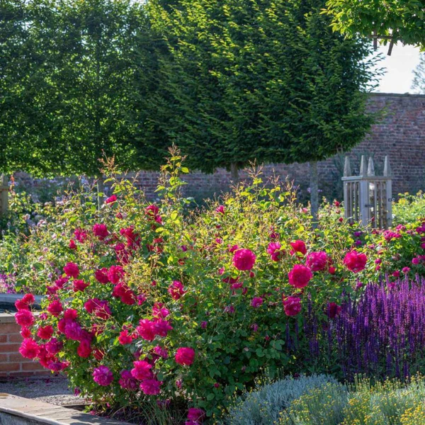 thomas-a-becket-trandafir-englezesc-floribunda-butasi-trandafiri-gradina-in-ghiveci-sau-radacina-libera-764468 Thomas à Becket