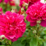 Thomas à Becket™ (Auswinston) – Kıpkırmızı Doğal Formlu İngiliz Gül 5 Thomas à Becket