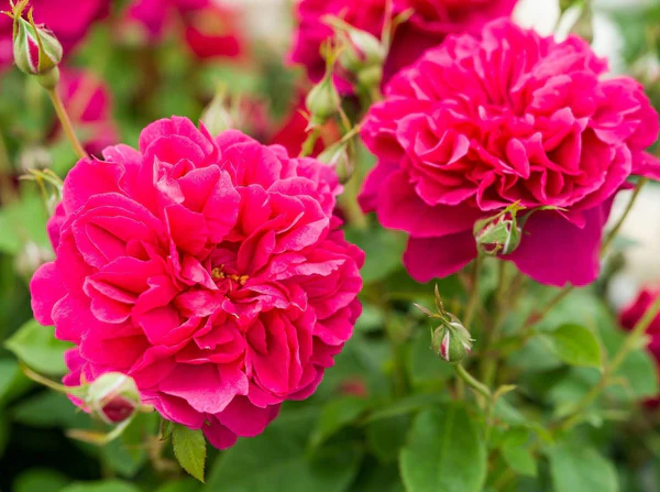 thomas-a-becket-trandafir-englezesc-floribunda-butasi-trandafiri-gradina-in-ghiveci-sau-radacina-libera-969077 Thomas à Becket