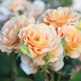 Bahçe Peyzaj Örnekleri 35 Fikir 45 Bahçe Peyzaj