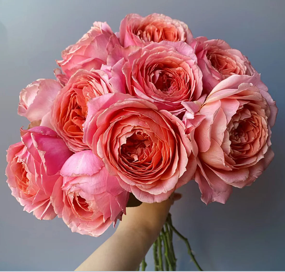 Ekran görüntüsü 2026-02-22 235553