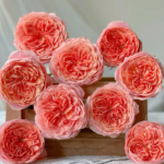Freelander® Wabara Miyabi Florist Roses 5