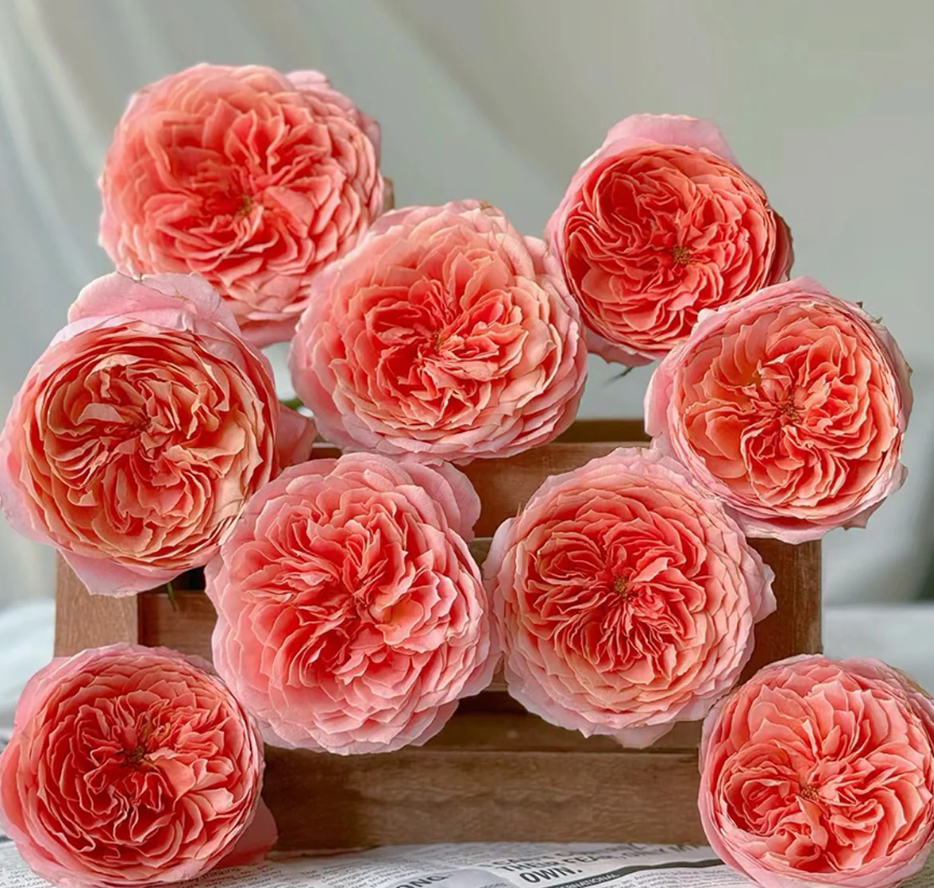 Ekran görüntüsü 2026-02-22 235605