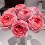 Freelander® Wabara Miyabi Florist Roses 6
