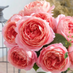 Freelander® Wabara Miyabi Florist Roses 7