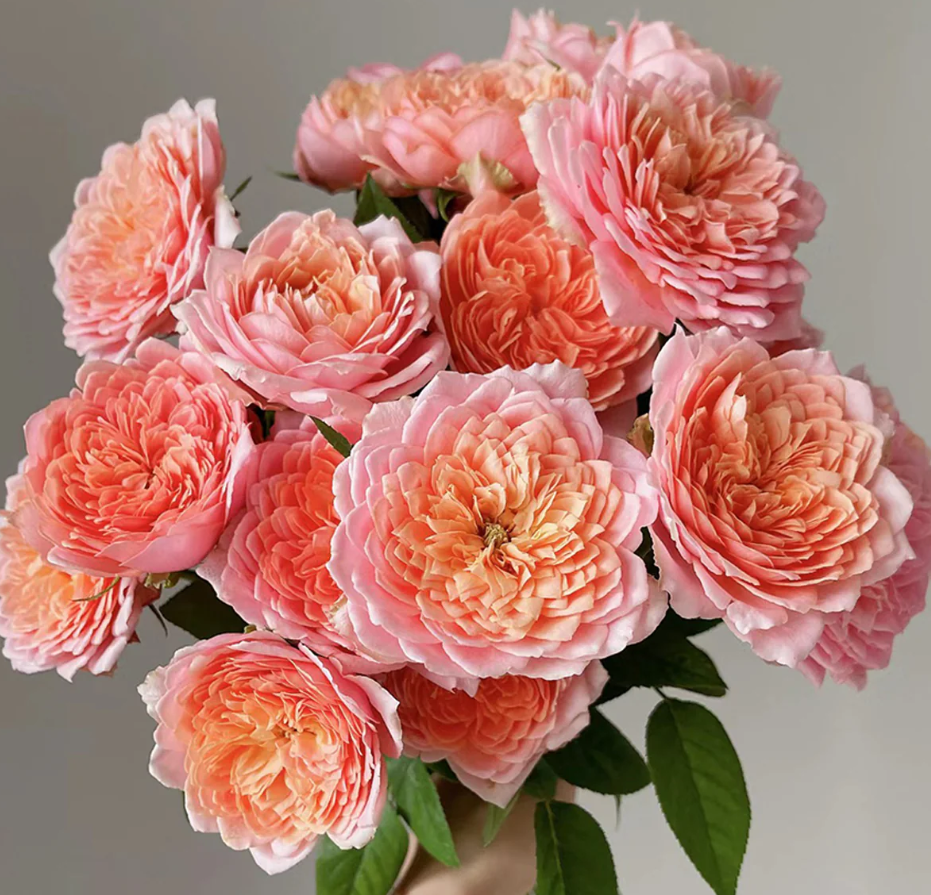 Ekran görüntüsü 2026-02-22 235637