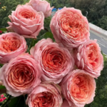 Freelander® Wabara Miyabi Florist Roses 9