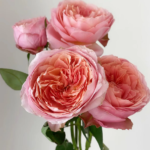 Freelander® Wabara Miyabi Florist Roses 10