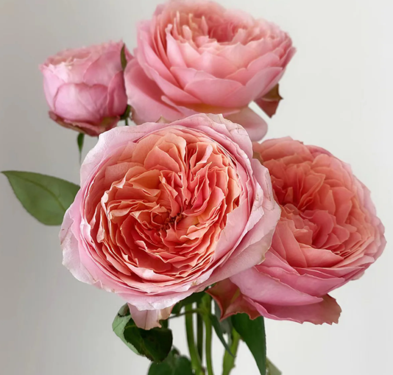 Freelander® Wabara Miyabi Florist Roses – RosaDelAmore