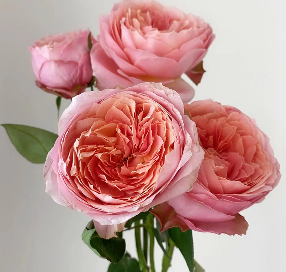 Ekran görüntüsü 2026-02-22 235656